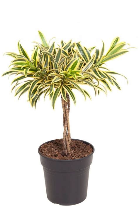 Dracaena Reflexa Song Of India Drakenbloedboom Cm Kopen Planten Nl