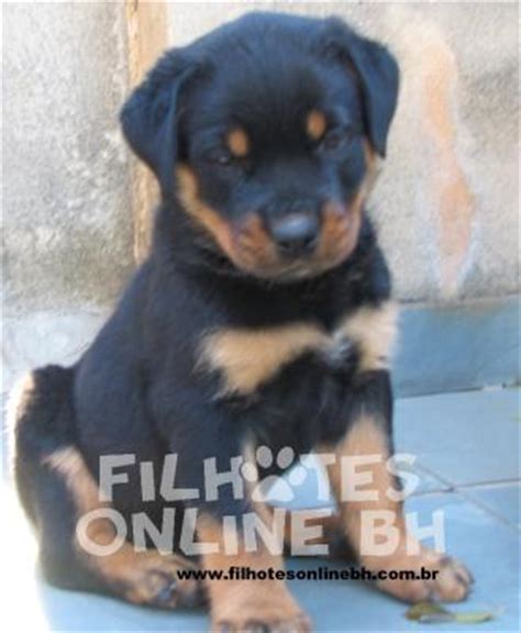 Rottweiler A Venda Canil Filhotes On Line Bh