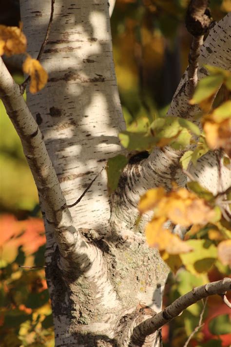 Pin by Paul Vander Galien on Birch Trees | Birch tree, Tree, Fruit