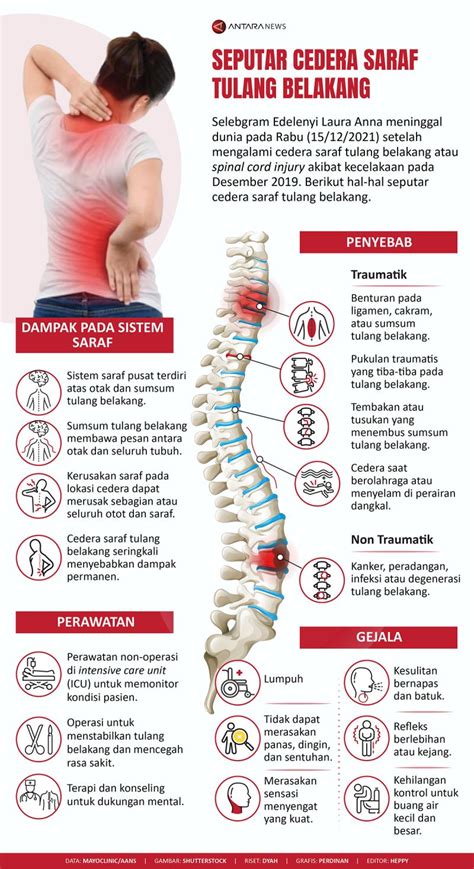 Seputar Cedera Saraf Tulang Belakang Infografik Antara News