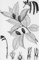 Category Betula Alleghaniensis Botanical Illustrations Wikimedia