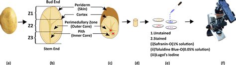 Demonstration of potato tuber anatomy, sample preparations, and image ...