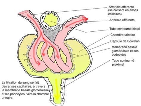 Physiologie Des Syst Mes Int Gr S Les Principes Et Fonctions Le