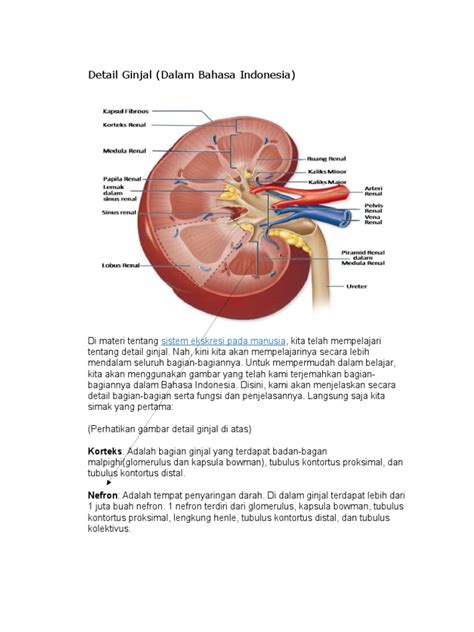 Gambar Ginjal Dan Bagiannya Retorika
