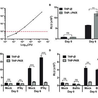 PKR Expression Alters Cytokine Production By Macrophages During M