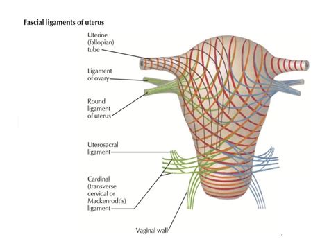 Prolapse Uterus