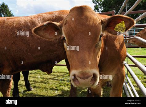 Limousin cattle at an agricultural show Stock Photo - Alamy