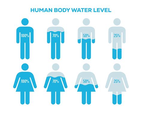 Male And Female Body With Water Percentage Illustration Human Body