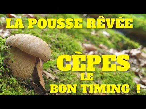 Cèpes d été la pousse en plein dans le mille avant la sécheresse