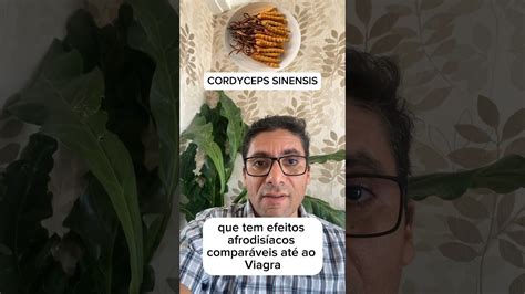 Dong Chong Xia Cao Descubra Os Segredos Dessa Poderosa Erva Da