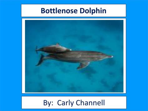 Ppt Bottlenose Dolphin Powerpoint Presentation Free Download Id