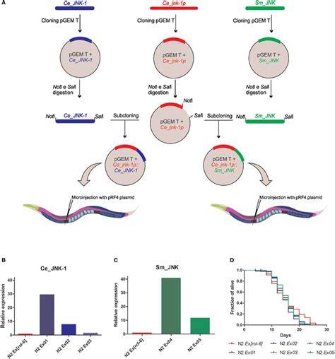 Experimental Cloning Strategy And Analysis Of The Expression Level And