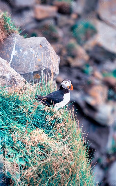 Puffin in Iceland. Seabirds on sheer cliffs. Birds on the Westfjord in Iceland. Wild animal ...