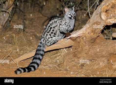 Large Spotted Genet Genetta Tigrina In Natural Habitat South Africa