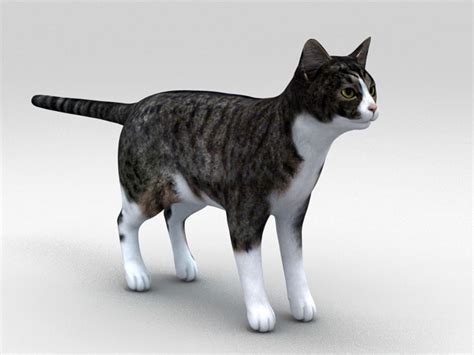 Scratch Cat D Model