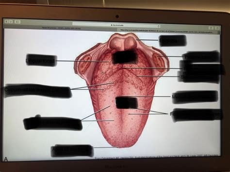 Dorsal Surface Of The Tongue Diagram Quizlet