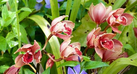 Orqu Dea Cymbidium Como Cuidar E Fazer Florir Blog Da Plantei