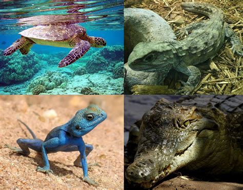 Biodiversity Science: The most popular reptiles