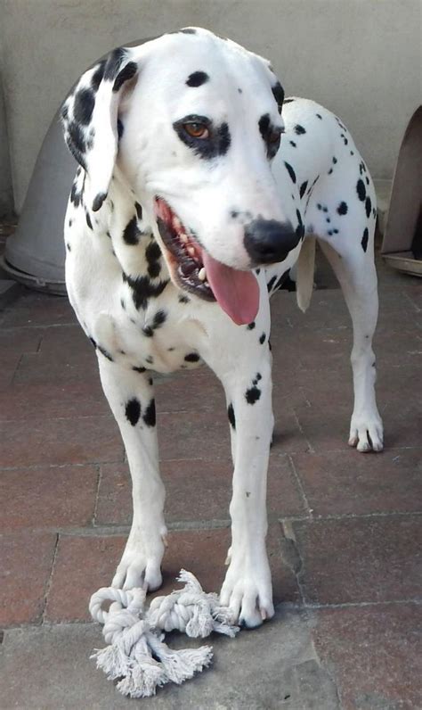 Adopt Spooky On Petfinder Dog Adoption Dalmatian Pet Adoption