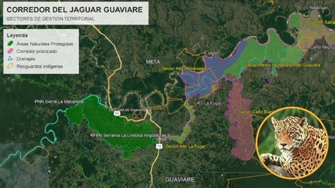 El Corredor del Jaguar una estrategia de conservación y protección