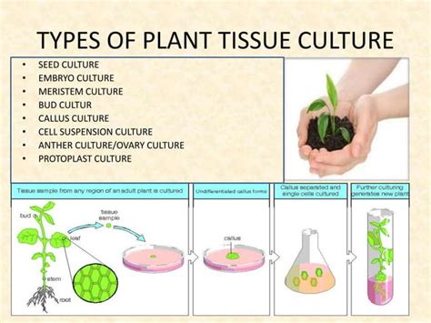 application of plant tissue culture