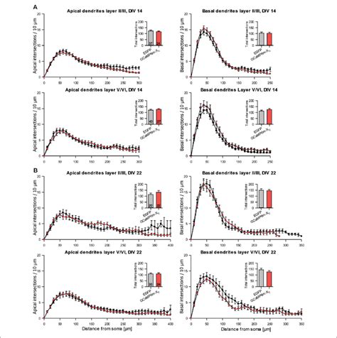 Sholl Analyses Of Apical And Basal Dendrites Of Pyramidal Neurons Of