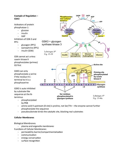 Bioc 3560 Lecture Notes Example Of Regulaion Gsk Acivators Of