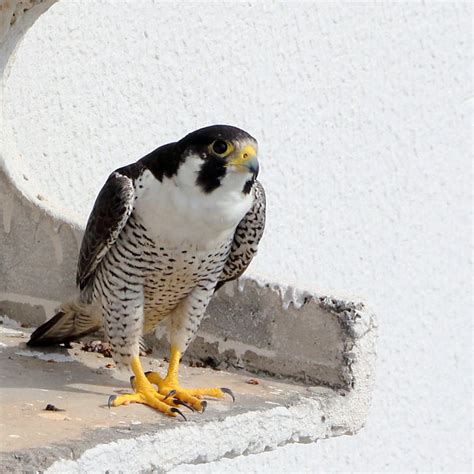 Foto Falc O Peregrino Falco Peregrinus Por Rafael Cerqueira Wiki