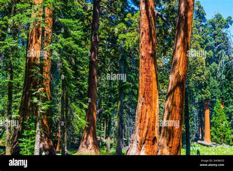 The Famous Big Sequoia Trees Are Standing In Sequoia National Park