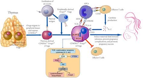 Frontiers Memory Regulatory T Cells In Pregnancy