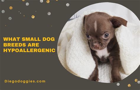 What Small Dog Breeds Are Hypoallergenic