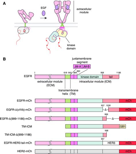 Identification Of Activating Mutations In The Transmembrane 56 OFF