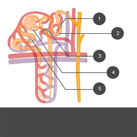 renal cortex histology  labeled diagram getbodysmart