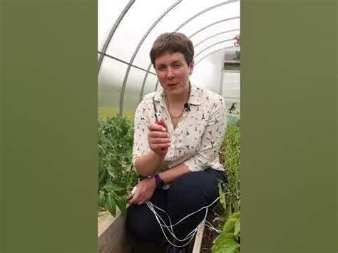 Лучший способ подвязывания томатов! + секреты формирования - YouTube