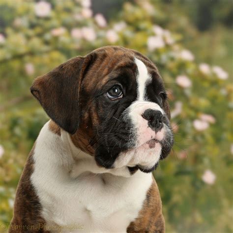 Tips For Boxer Puppies at Paula Santana blog