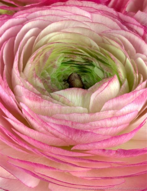 Beautiful Ranunculus Blossoms Beautiful Flower Pictures Blog