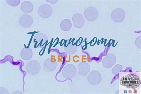 8 Trypanosoma Brucei La Vieja Confiable Medicina UDocz