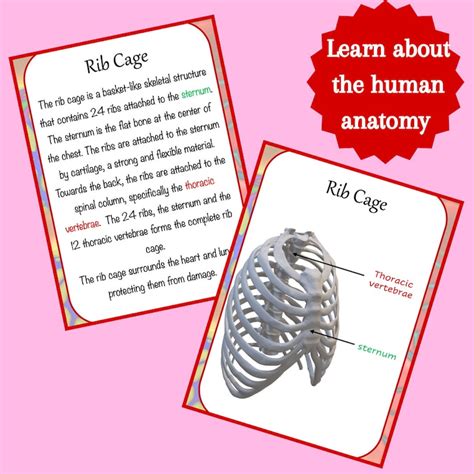 Anatomy Printable Flashcards Anatomy for Homeschool and Grade School ...