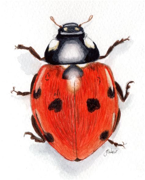 Ladybird Original Watercolour Painting Ladybird Ladybird Watercolour