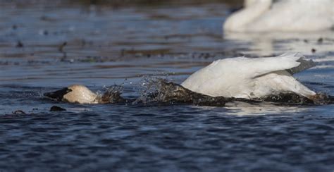 Standing With Swans Roads End Naturalist