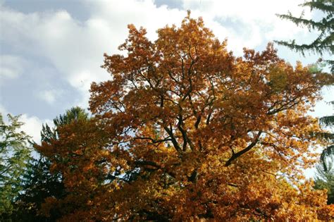 White Oak Native Roots
