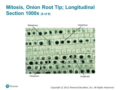 Copyright © 2012 Pearson Education Inc All Rights Reserved Mitosis