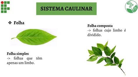 Anatomia E Morfologia Vegetal Ensino M Dio Ppt