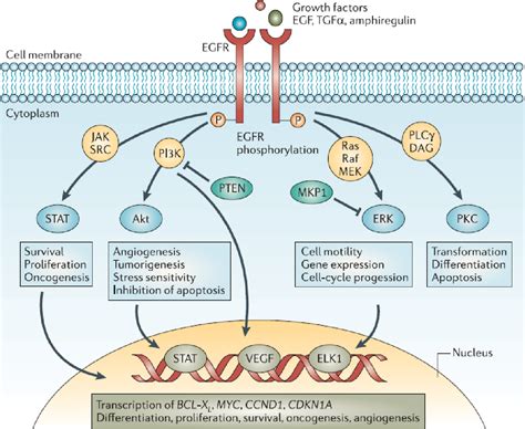 Figure 1 From The Role Of SOX5 In The Progression Of Oral Squamous Cell