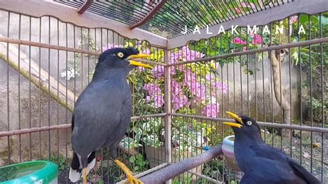 Duet Jalak Kebvo Gacor Bongkar Isian Pas Buat Pancingan Jalak Kebo