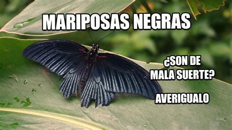 El Significado De Las Mariposas Negras El Oráculo Youtube