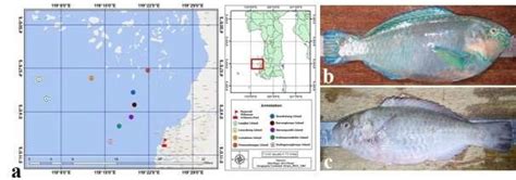 The Participative Map Of Rivulated Parrotfish Scarus Rivulatus In The