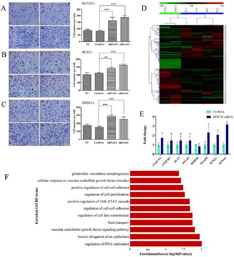 Effects Of SiRNA Mediated Knockdown Of DDX24 In Human Endothelial