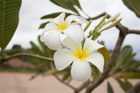 Plumeria Fleur De Frangipanier Photo Gratuite Sur Pixabay Pixabay