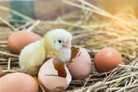 Comment Nourrir Un Poussin Qui Vient De Na Tre Gamm Vert Poussins